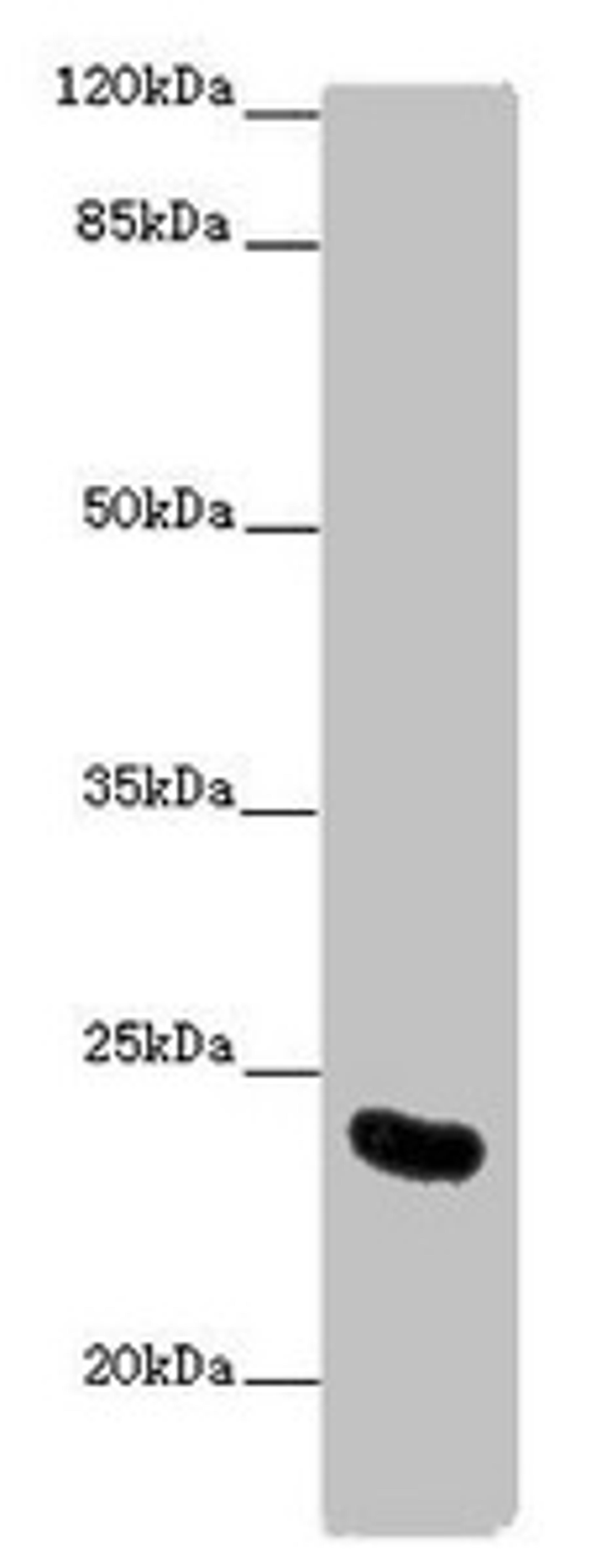 Western blot. All lanes: AICDA antibody at 10 ug/ml + Mouse liver tissue. Secondary. Goat polyclonal to rabbit IgG at 1/10000 dilution. Predicted band size: 24, 23 kDa. Observed band size: 24 kDa. 