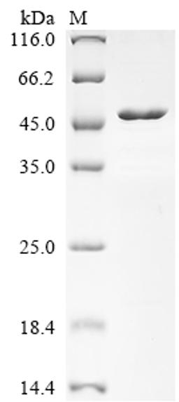 (Tris-Glycine gel) Discontinuous SDS-PAGE (reduced) with 5% enrichment gel and 15% separation gel.