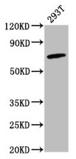 Western Blot. Positive WB detected in: 293T whole cell lysate. All lanes: GBP4 antibody at 2.6µg/ml. Secondary. Goat polyclonal to rabbit IgG at 1/50000 dilution. Predicted band size: 74 kDa. Observed band size: 74 kDa