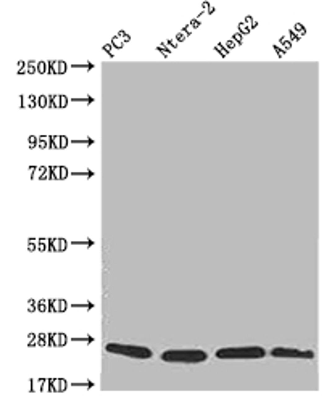 Western Blot. Positive WB detected in: PC3 whole cell lysate, Ntera-2 whole cell lysate, HepG2 whole cell lysate, A549 whole cell lysate. All lanes: PRDX3 antibody at 1:2000. Secondary. Goat polyclonal to rabbit IgG at 1/50000 dilution. Predicted band size: 28, 26 kDa. Observed band size: 20-28 kDa.
