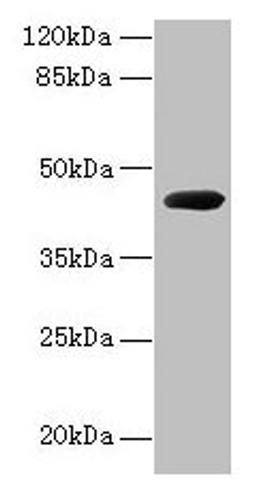 Western blot. All lanes: cpg2 antibody at 2µg/ml + Recombinant Carboxypeptidase G2 protein at 0.5µg. Secondary. Goat polyclonal to rabbit IgG at 1/10000 dilution. Predicted band size: 44 kDa. Observed band size: 44 kDa