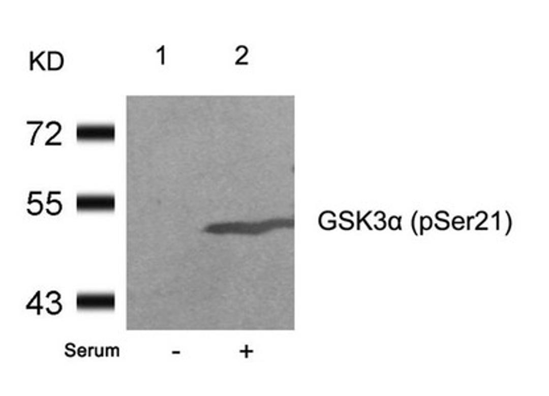 Western blot analysis of extracts from 293 cells untreated(lane 1) or treated with serum(lane 2) using GSK3a(Phospho-Ser21) Antibody.