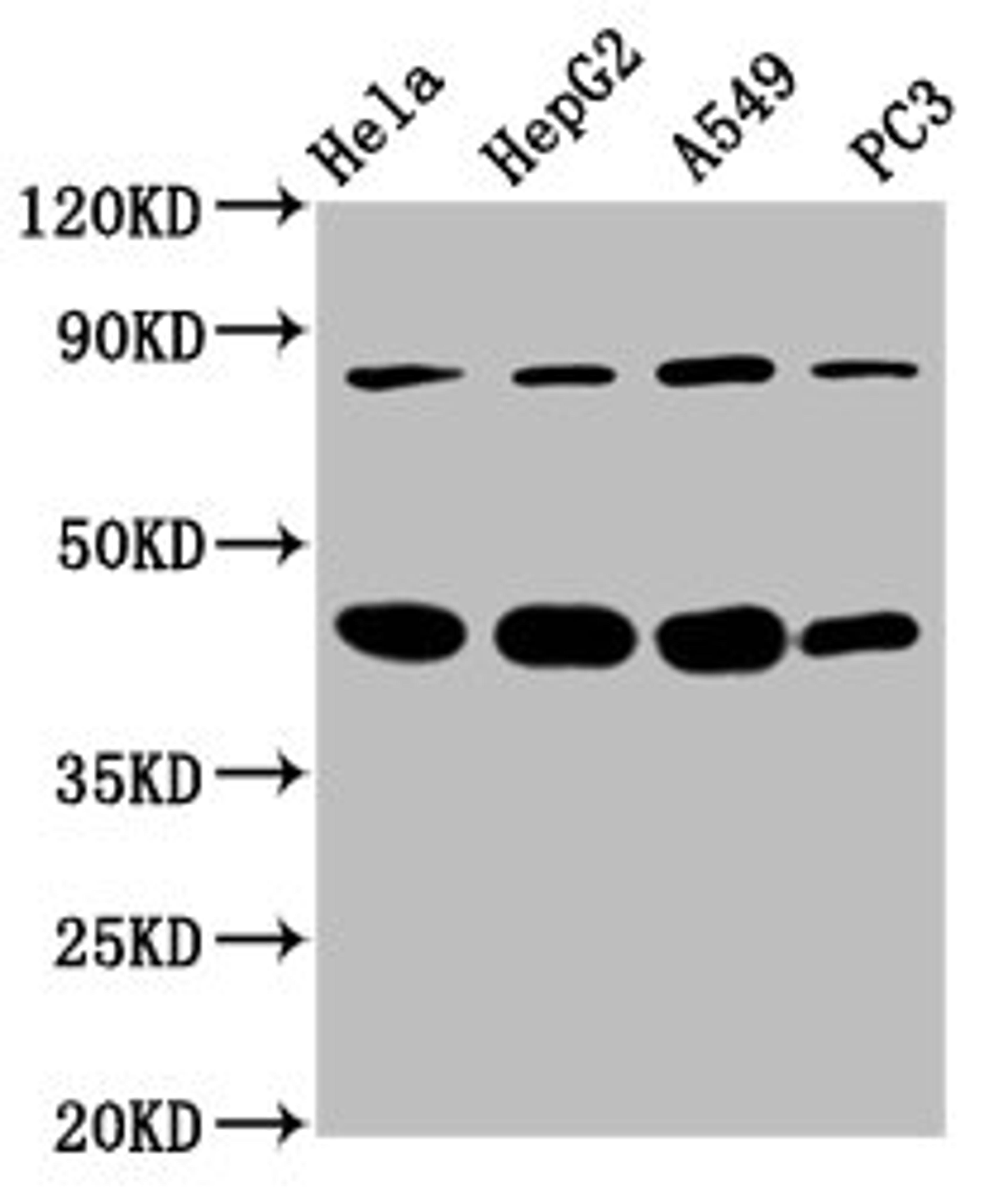 Western Blot. Positive WB detected in: Hela whole cell lysate, HepG2 whole cell lysate, A549 whole cell lysate, PC-3 whole cell lysate. All lanes: PIK3R6 antibody at 3.4µg/ml. Secondary. Goat polyclonal to rabbit IgG at 1/50000 dilution. Predicted band size: 85 kDa. Observed band size: 85 kDa