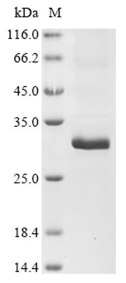 (Tris-Glycine gel) Discontinuous SDS-PAGE (reduced) with 5% enrichment gel and 15% separation gel.
