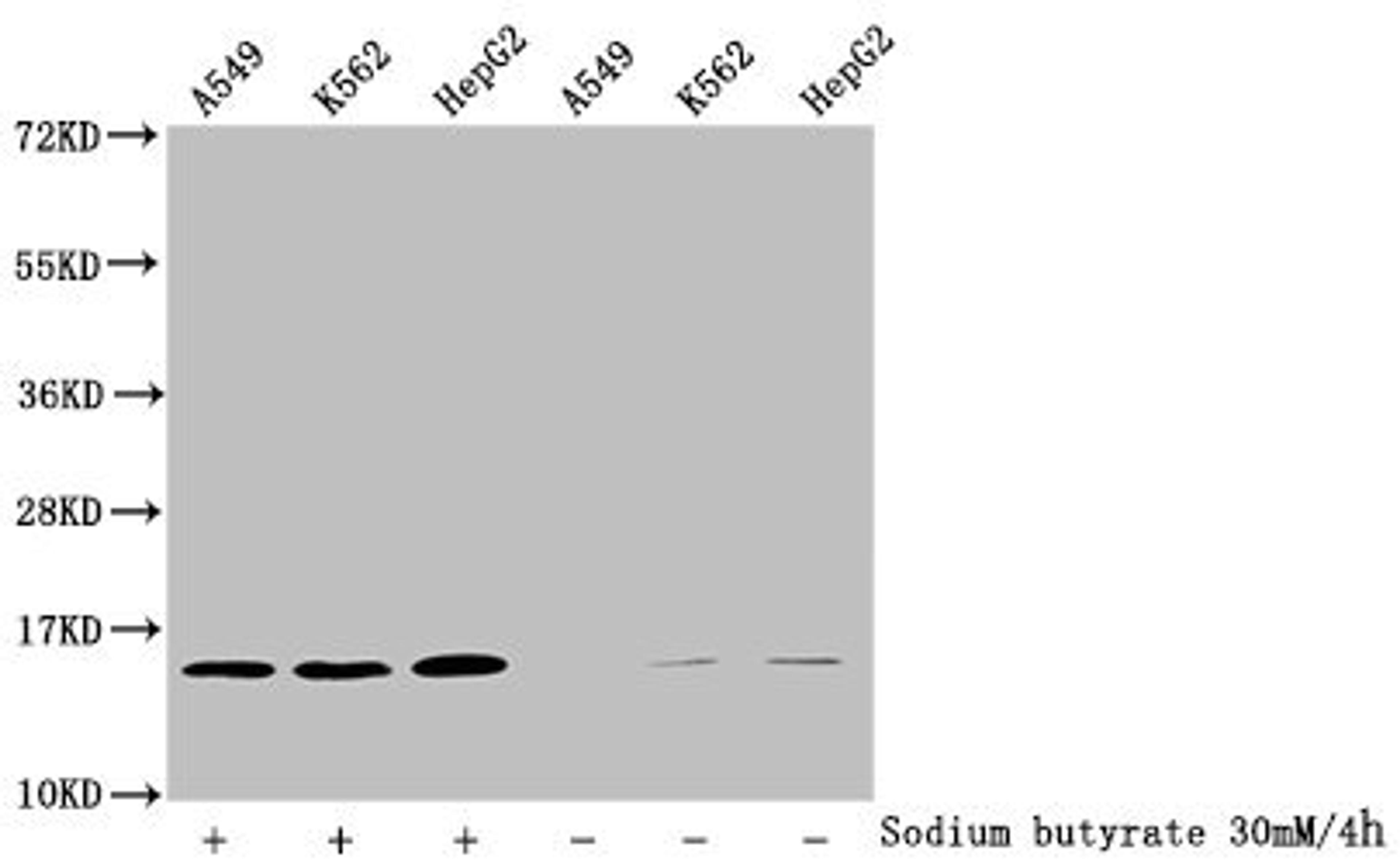 Western Blot. Detected samples: A549 whole cell lysate, K562 whole cell lysate, HepG2 whole cell lysate; Untreated (-) or treated (+) with 30mM sodium butyrate for 4h. All lanes: HIST1H2BC antibody at 1:100. Secondary. Goat polyclonal to rabbit IgG at 1/50000 dilution. Predicted band size: 14 kDa. Observed band size: 14 kDa