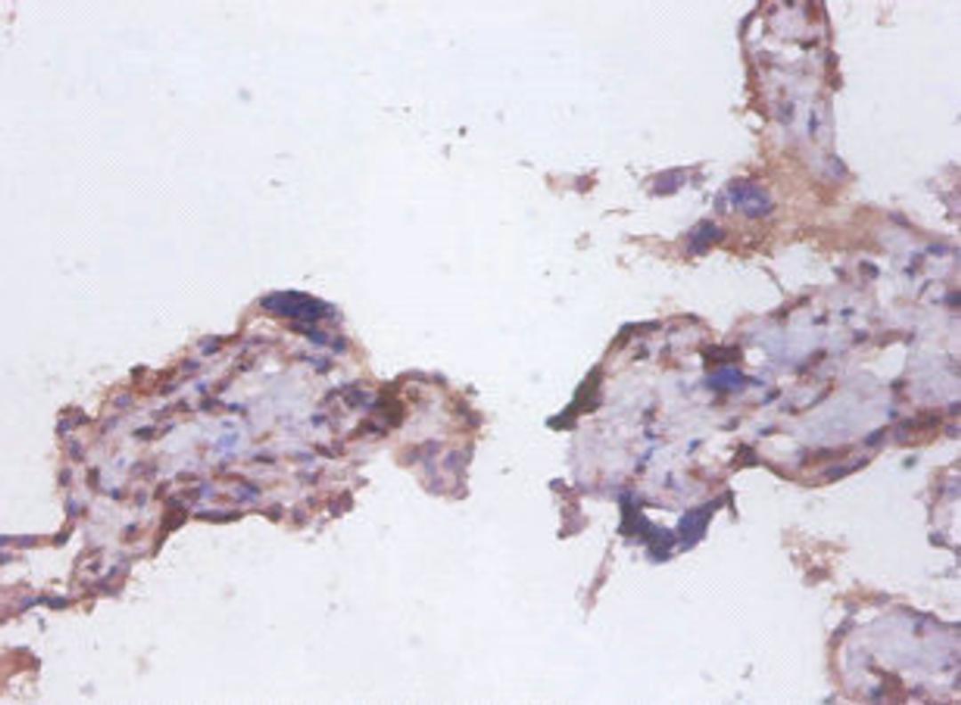 Immunohistochemistry of paraffin-embedded human placenta tissue using CSB-PA06354A0Rb at dilution of 1:100