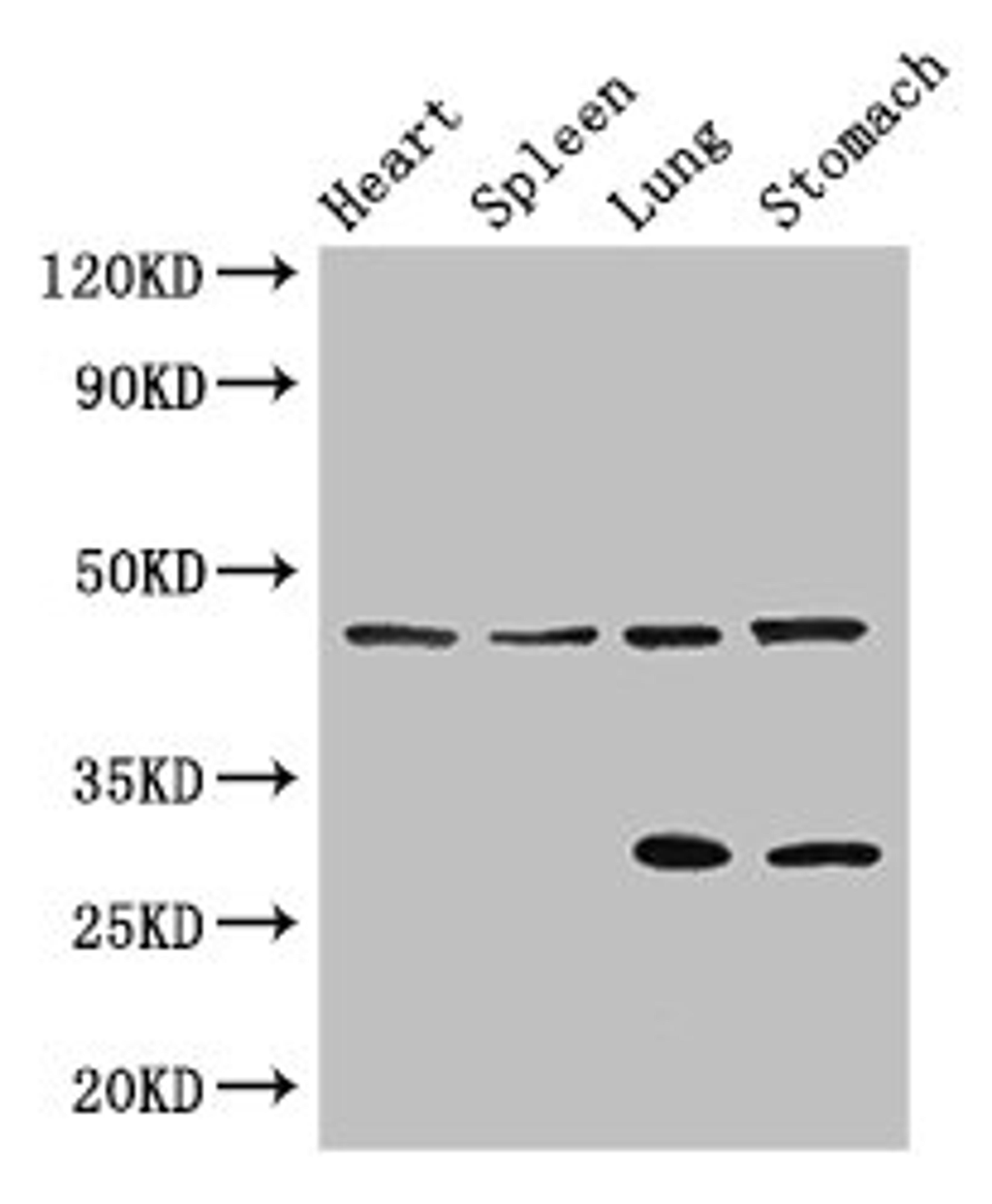 Western Blot. Positive WB detected in: Mouse heart tissue, Mouse spleen tissue, Mouse lung tissue, Mouse stomach tissue. All lanes: REN antibody at 3ug/ml. Secondary. Goat polyclonal to rabbit IgG at 1/50000 dilution. Predicted band size: 46, 45 kDa. Observed band size: 46, 29 kDa. 
