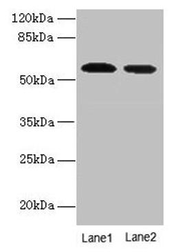 Western blot. All lanes: Hmgcs1 antibody at 12µg/ml. Lane 1: NIH/3T3 whole cell lysate. Lane 2: Mouse liver tissue. Secondary. Goat polyclonal to rabbit IgG at 1/10000 dilution. Predicted band size: 58 kDa. Observed band size: 58 kDa