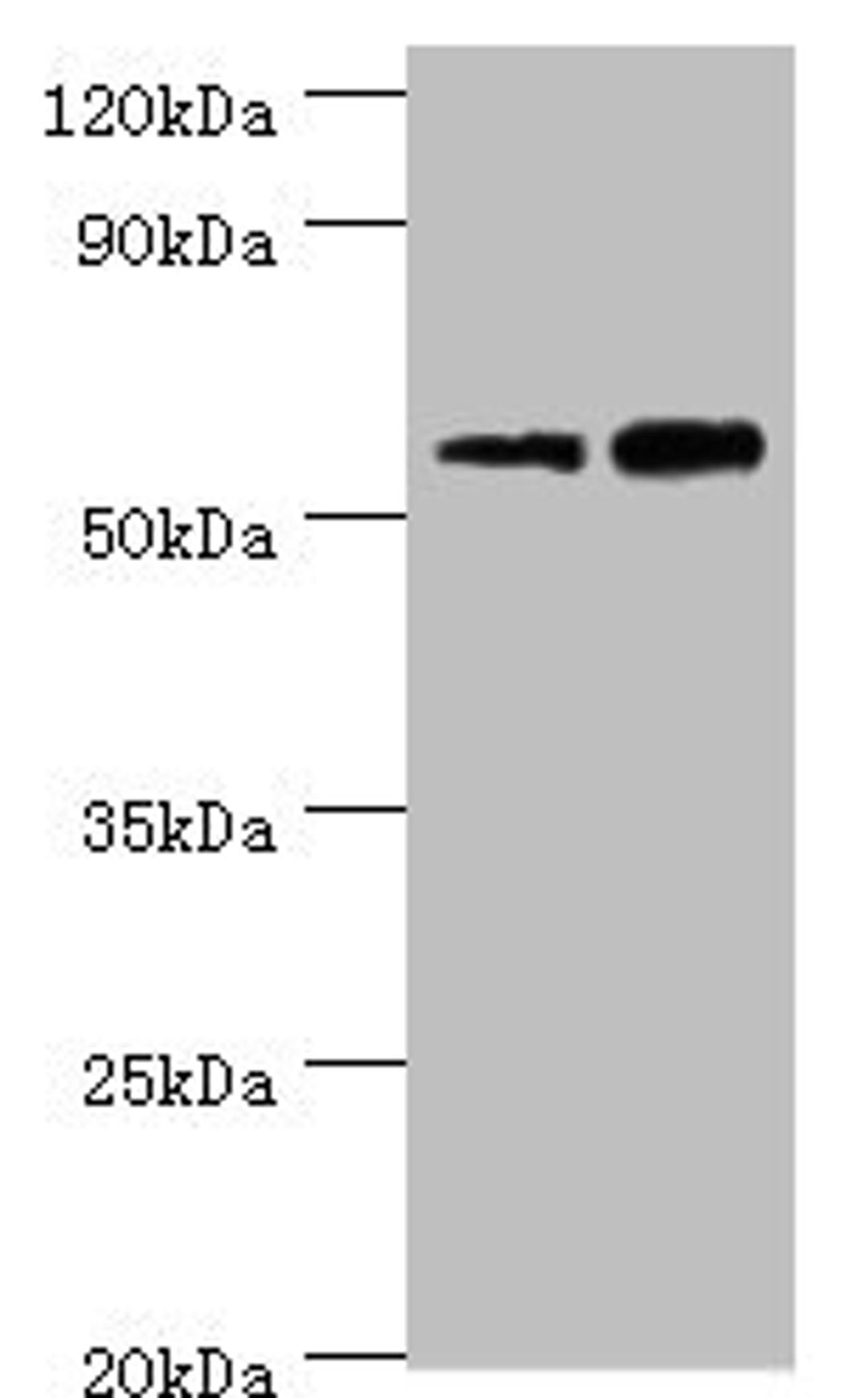 Western blot. All lanes: Non-syndromic hearing impairment protein 5 antibody at 10ug/ml. Lane 1: Hela whole cell lysate. Lane 2: HepG2 whole cell lysate. Secondary. Goat polyclonal to rabbit IgG at 1/10000 dilution. Predicted band size: 55, 11, 37 kDa. Observed band size: 55 kDa. 