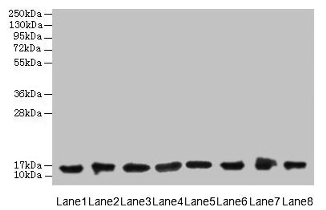Western blot. All lanes: COTL1 antibody at 8µg/ml. Lane 1: Mouse brain tissue. Lane 2: Hela whole cell lysate. Lane 3: Mouse kidney tissue. Lane 4: HepG2 whole cell lysate. Lane 5: Mouse thymus tissue. Lane 6: U87 whole cell lysate. Lane 7: HL60 whole cell lysate. Lane 8: A549 whole cell lysate. Secondary. Goat polyclonal to rabbit IgG at 1/10000 dilution. Predicted band size: 16 kDa. Observed band size: 16 kDa