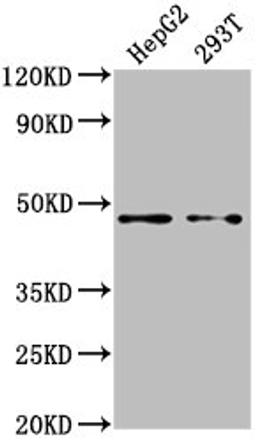 Western Blot. Positive WB detected in: HepG2 whole cell lysate, 293T whole cell lysate. All lanes: PSMD4 antibody at 1:2000. Secondary. Goat polyclonal to rabbit IgG at 1/50000 dilution. Predicted band size: 41, 29 kDa. Observed band size: 41 kDa. 