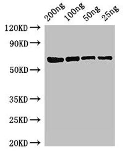 Western Blot. Positive WB detected in Recombinant protein. All lanes: mutL antibody at 3ug/ml. Secondary. Goat polyclonal to rabbit IgG at 1/50000 dilution. predicted band size: 68 kDa. observed band size: 68 kDa. 