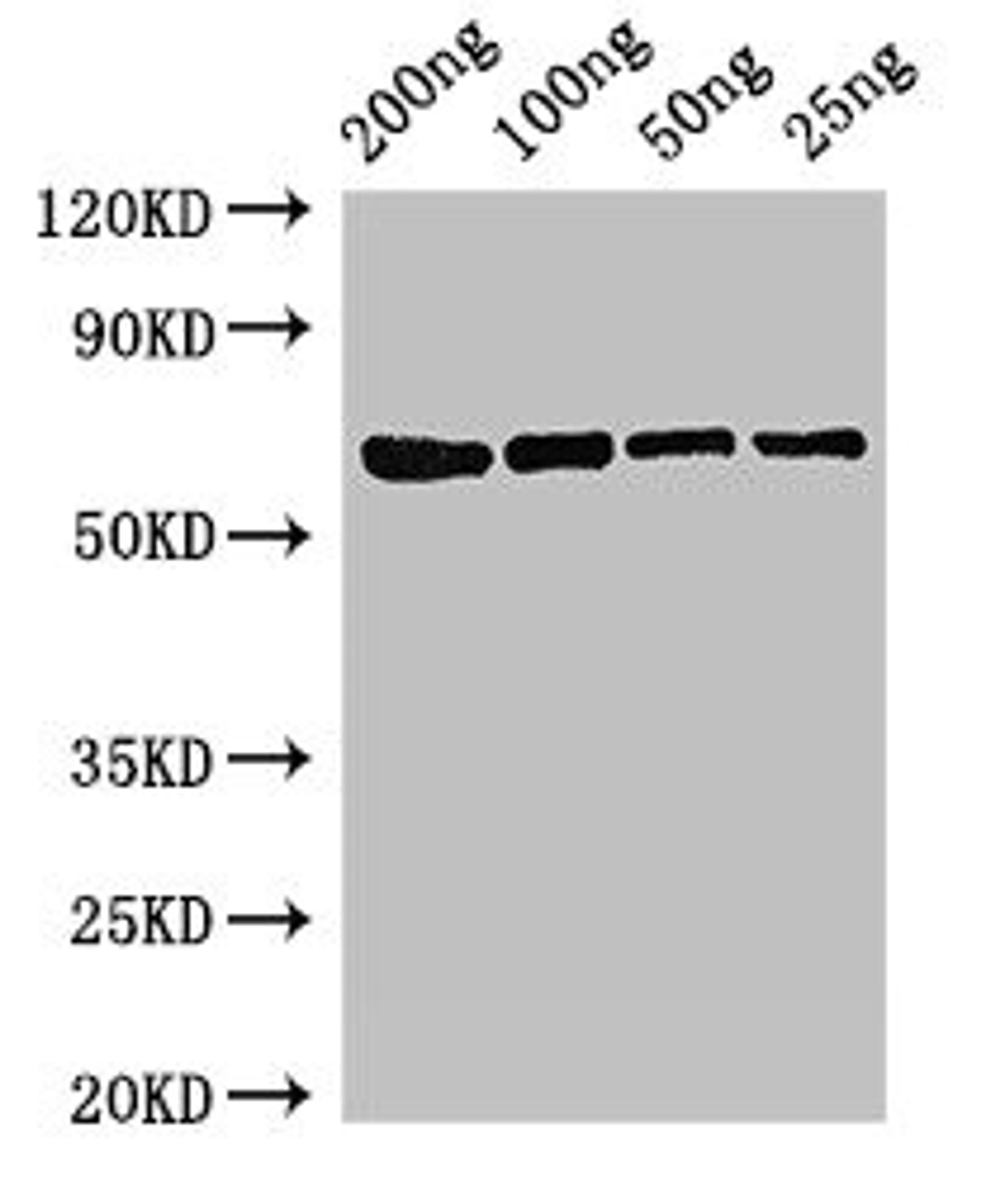 Western Blot. Positive WB detected in Recombinant protein. All lanes: mutL antibody at 3ug/ml. Secondary. Goat polyclonal to rabbit IgG at 1/50000 dilution. predicted band size: 68 kDa. observed band size: 68 kDa. 