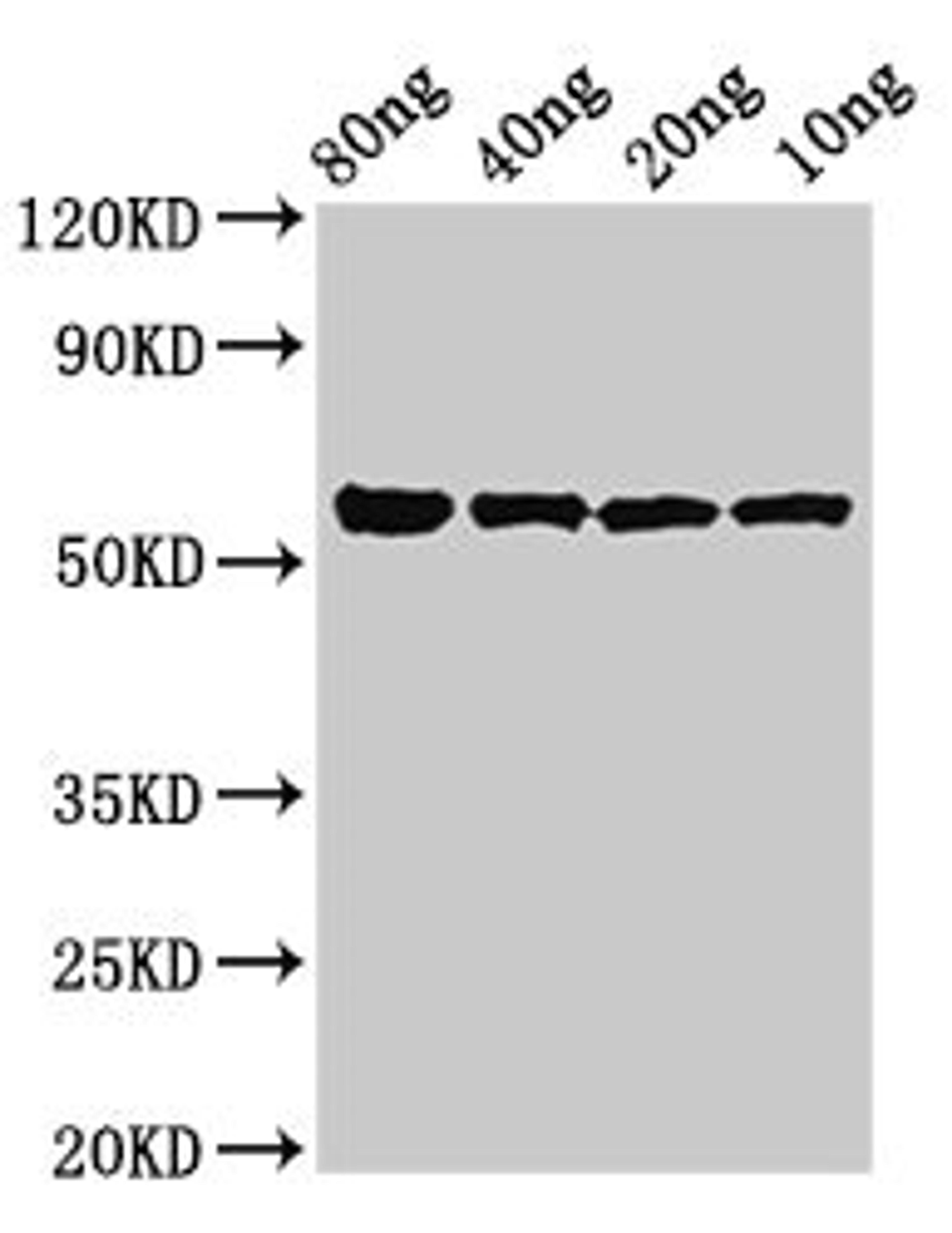 Western Blot. Positive WB detected in Recombinant protein. All lanes: kgp antibody at 3µg/ml. Secondary. Goat polyclonal to rabbit IgG at 1/50000 dilution. Predicted band size: 56 kDa. Observed band size: 56 kDa