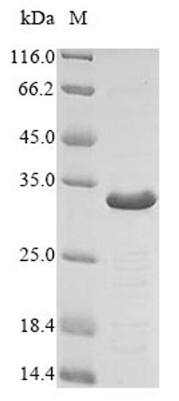 (Tris-Glycine gel) Discontinuous SDS-PAGE (reduced) with 5% enrichment gel and 15% separation gel.