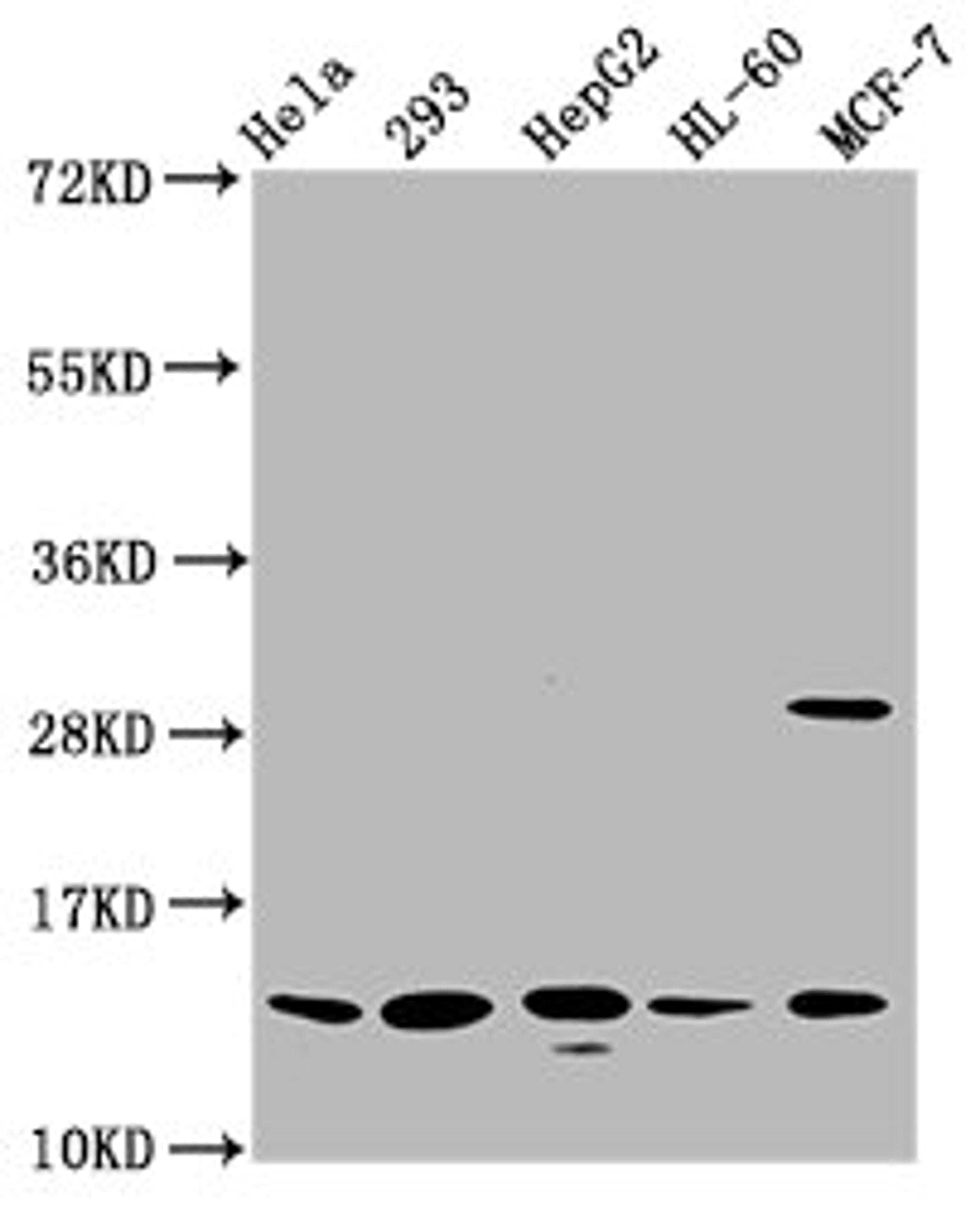 Western Blot. Positive WB detected in: Hela whole cell lysate, 293 whole cell lysate, HepG2 whole cell lysate, HL60 whole cell lysate, MCF-7 whole cell lysate. All lanes: HIST1H2BC antibody at 0.79µg/ml. Secondary. Goat polyclonal to rabbit IgG at 1/50000 dilution. Predicted band size: 14 kDa. Observed band size: 14 kDa