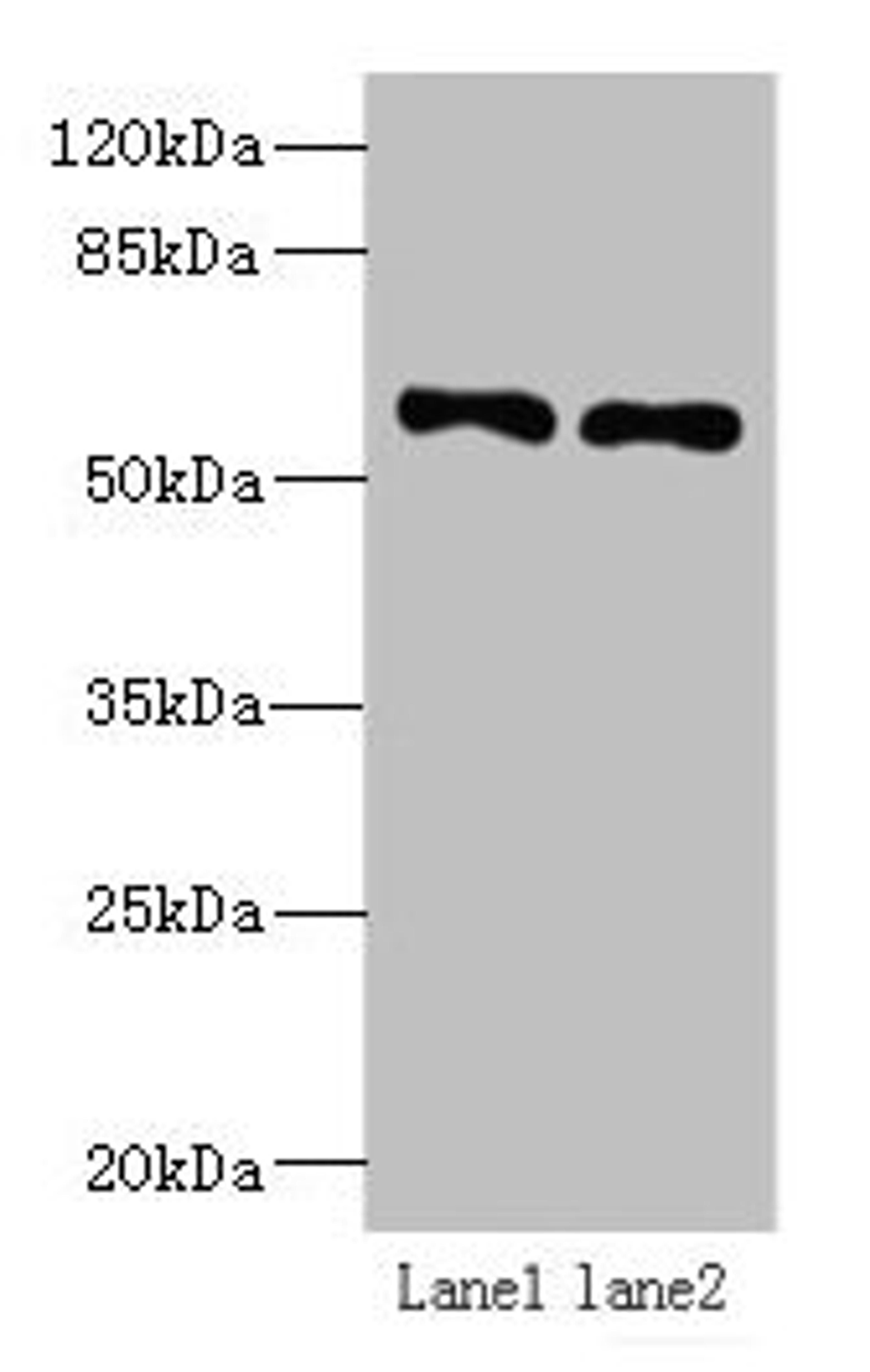 Western blot. All lanes: IFRD2 antibody at 12µg/ml. Lane 1: Hela whole cell lysate. Lane 2: PC-3 whole cell lysate. Secondary. Goat polyclonal to rabbit IgG at 1/10000 dilution. Predicted band size: 55, 66 kDa. Observed band size: 55 kDa