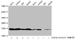 Western Blot. Detected samples: Hela whole cell lysate, Jurkat whole cell lysate, 293 whole cell lysate, HepG2 whole cell lysate; Untreated (-) or treated (+) with 30mM sodium butyrate for 4h. All lanes: HIST1H3A antibody at 1:2000. Secondary. Goat polyclonal to rabbit IgG at 1/40000 dilution. Predicted band size: 16 kDa. Observed band size: 16 kDa