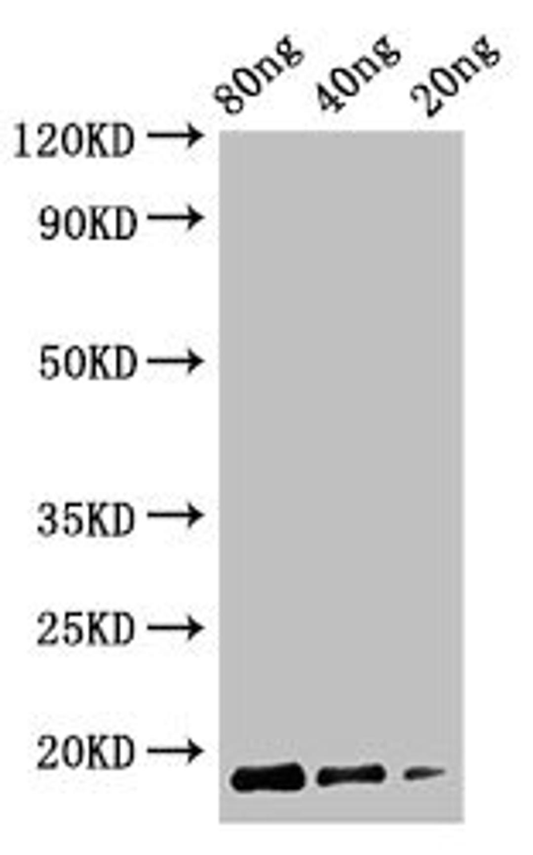 Western Blot. Positive WB detected in Recombinant protein. All lanes: Cyclomaltodextrin glucanotransferase antibody at 2.5µg/ml. Secondary. Goat polyclonal to rabbit IgG at 1/50000 dilution. Predicted band size: 18 kDa. Observed band size: 18 kDa