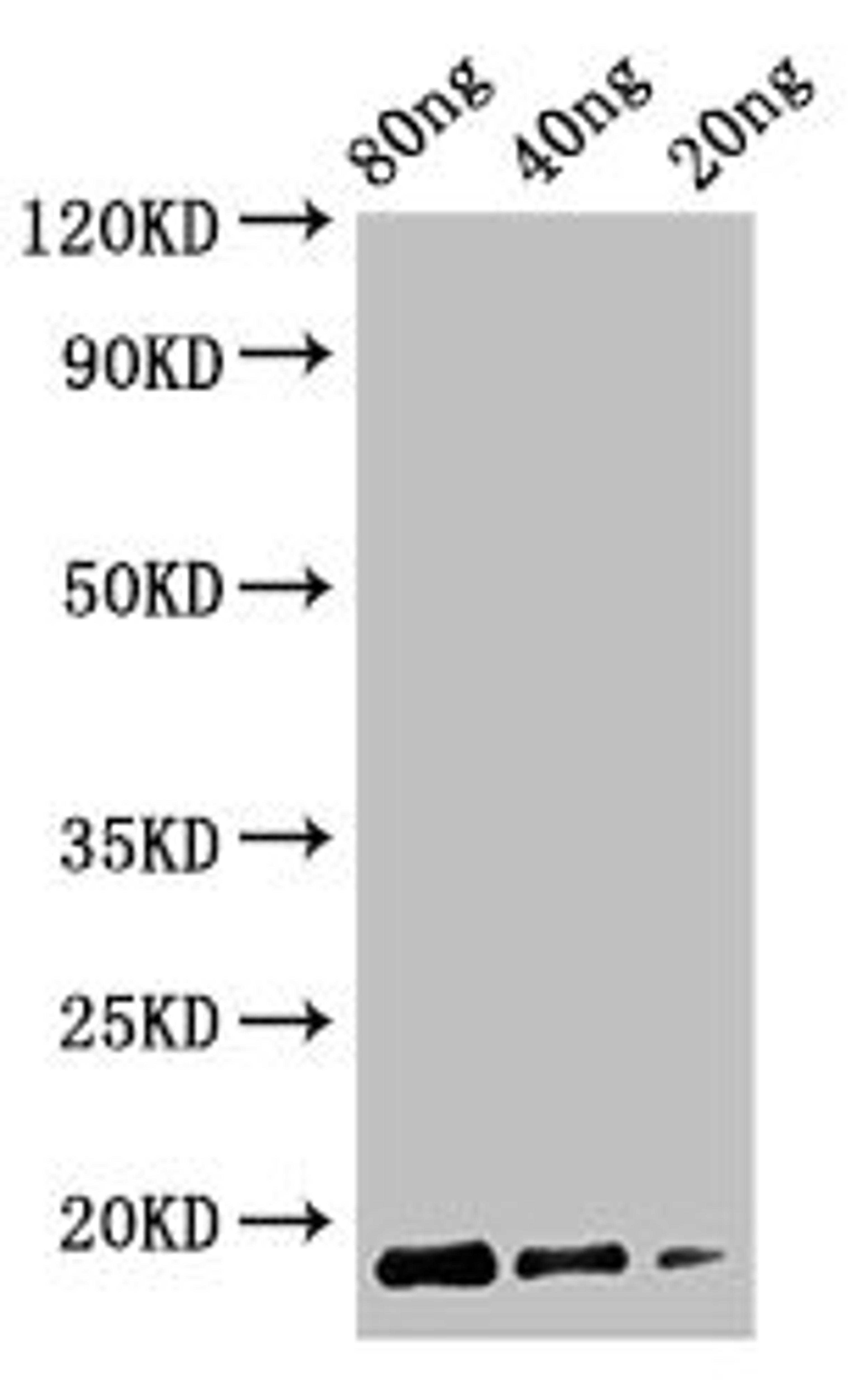 Western Blot. Positive WB detected in Recombinant protein. All lanes: Cyclomaltodextrin glucanotransferase antibody at 2.5µg/ml. Secondary. Goat polyclonal to rabbit IgG at 1/50000 dilution. Predicted band size: 18 kDa. Observed band size: 18 kDa