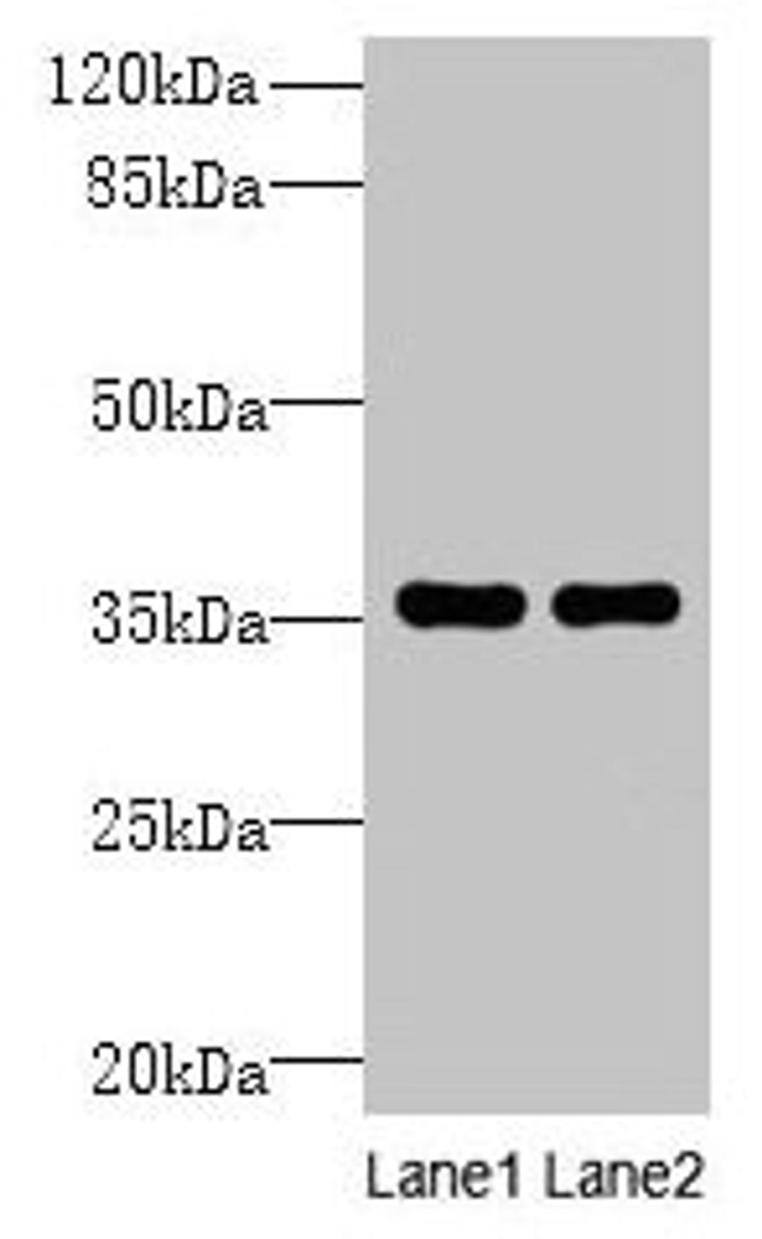 Western blot. All lanes: NAIF1 antibody at 6µg/ml. Lane 1: Mouse brain tissue. Lane 2: Mouse heart tissue. Secondary. Goat polyclonal to rabbit IgG at 1/10000 dilution. Predicted band size: 36, 18 kDa. Observed band size: 36 kDa