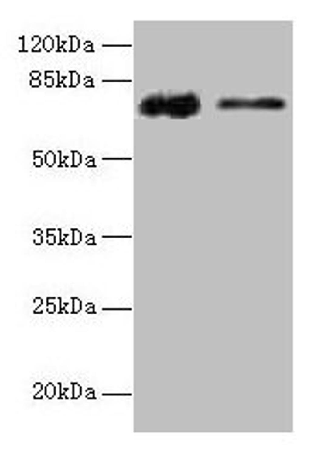 Western blot. All lanes: GLCE antibody at 12µg/ml. Lane 1: Rat liver tissue. Lane 2: Mouse kidney tissue. Secondary. Goat polyclonal to rabbit IgG at 1/10000 dilution. Predicted band size: 71 kDa. Observed band size: 71 kDa