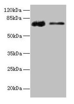 Western blot. All lanes: GLCE antibody at 12µg/ml. Lane 1: Rat liver tissue. Lane 2: Mouse kidney tissue. Secondary. Goat polyclonal to rabbit IgG at 1/10000 dilution. Predicted band size: 71 kDa. Observed band size: 71 kDa