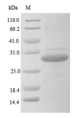 (Tris-Glycine gel) Discontinuous SDS-PAGE (reduced) with 5% enrichment gel and 15% separation gel.