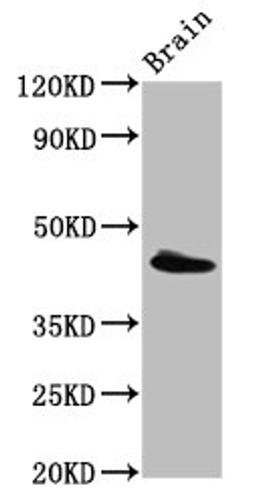 Western Blot. Positive WB detected in: Rat brain tissue. All lanes: PEX13 antibody at 3.4ug/ml. Secondary. Goat polyclonal to rabbit IgG at 1/50000 dilution. Predicted band size: 45 kDa. Observed band size: 45 kDa. 