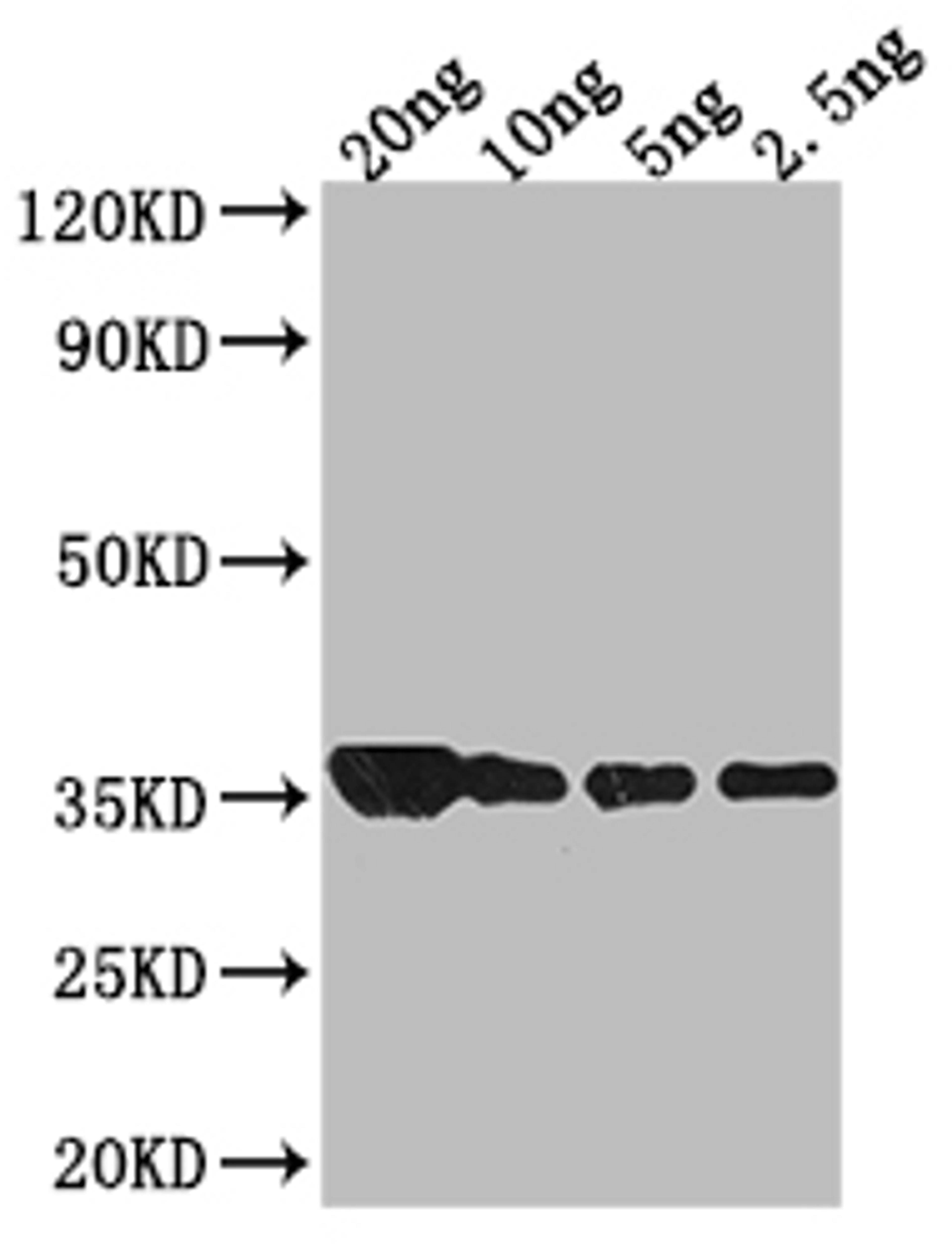 Western Blot. Positive WB detected in Recombinant protein. All lanes: groL antibody at 1:2000. Secondary. Goat polyclonal to rabbit IgG at 1/50000 dilution. Predicted band size: 34.4 kDa. Observed band size: 34 kDa. 