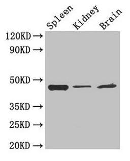 Western Blot. Positive WB detected in: Mouse spleen tissue, Mouse kidney tissue, Mouse brain tissue. All lanes: LAMP2 antibody at 4µg/ml. Secondary. Goat polyclonal to rabbit IgG at 1/50000 dilution. Predicted band size: 45, 46 kDa. Observed band size: 45 kDa