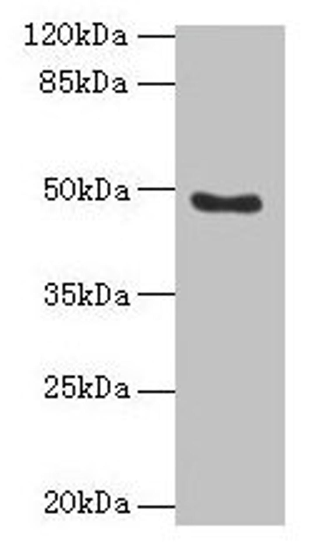 Western blot. All lanes: RBBP7 antibody at 10µg/ml + 293T whole cell lysate. Secondary. Goat polyclonal to rabbit IgG at 1/10000 dilution. Predicted band size: 48, 53 kDa. Observed band size: 48 kDa