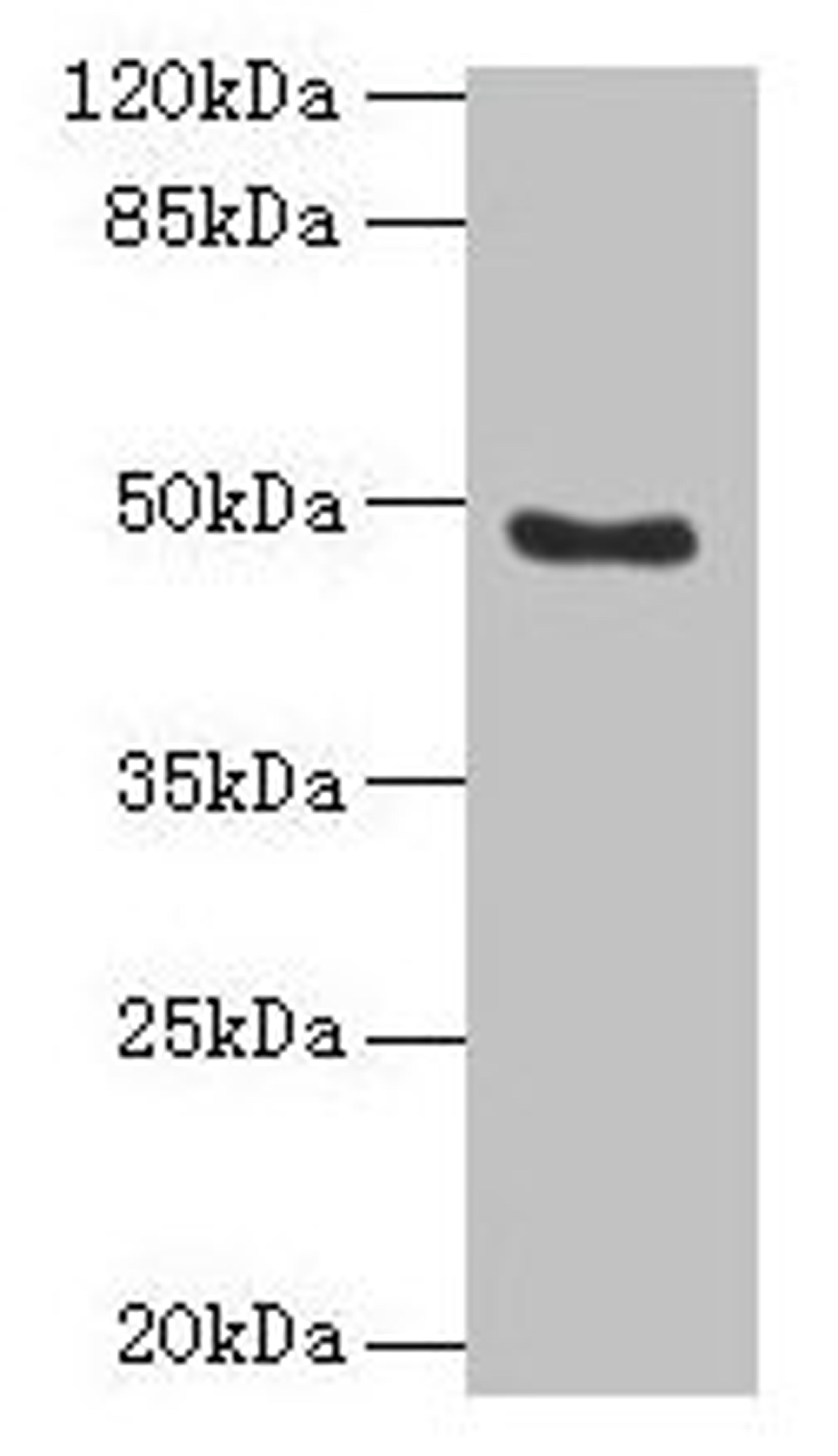 Western blot. All lanes: RBBP7 antibody at 10µg/ml + 293T whole cell lysate. Secondary. Goat polyclonal to rabbit IgG at 1/10000 dilution. Predicted band size: 48, 53 kDa. Observed band size: 48 kDa