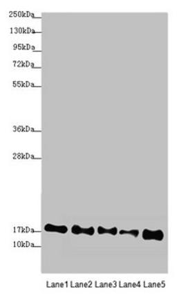 Western blot. All lanes: ATP5F1D antibody at 2.44µg/ml. Lane 1: Mouse heart tissue. Lane 2: Raji whole cell lysate. Lane 3: NIH/3T3 whole cell lysate. Lane 4: A549 whole cell lysate. Lane 5: HepG2 whole cell lysate. Secondary. Goat polyclonal to rabbit IgG at 1/10000 dilution. Predicted band size: 18 kDa. Observed band size: 18 kDa