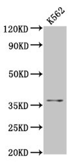 Western Blot. Positive WB detected in: K562 whole cell lysate. All lanes: FGL1 antibody at 5.8µg/ml. Secondary. Goat polyclonal to rabbit IgG at 1/50000 dilution. Predicted band size: 37 kDa. Observed band size: 37 kDa