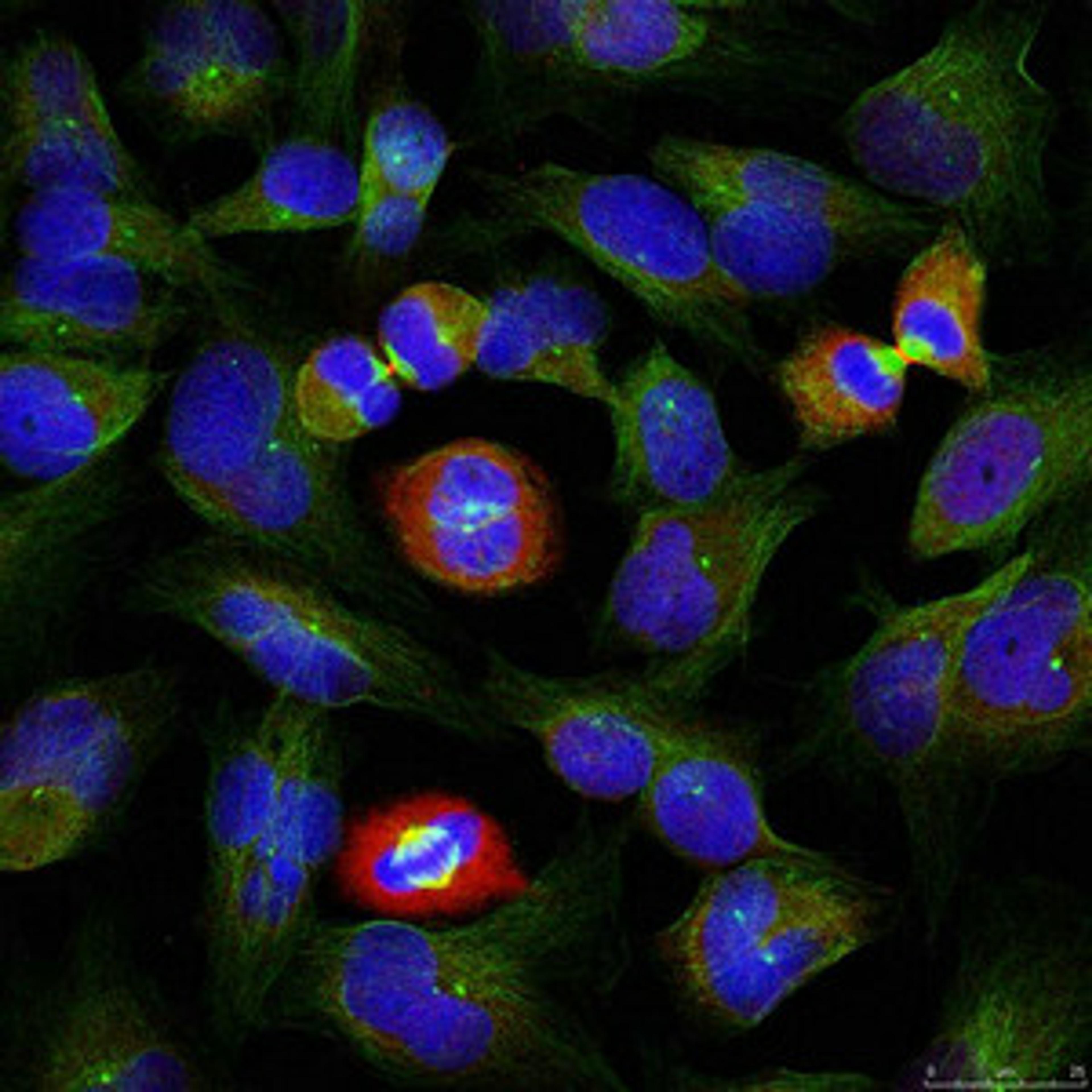 Immunofluorescence staining of methanol-fixed HeLa cells using BCL-XL (phospho-Ser62) antibody.