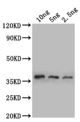 Western Blot. Positive WB detected in: recombinant protein. All lanes: sod1 Antibody at 1:1000. Secondary. Goat polyclonal to rabbit IgG at 1/50000 dilution. Predicted band size: 38 kDa. Observed band size: 38 kDa. 