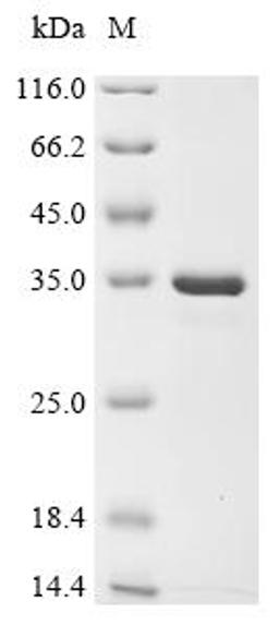 (Tris-Glycine gel) Discontinuous SDS-PAGE (reduced) with 5% enrichment gel and 15% separation gel.