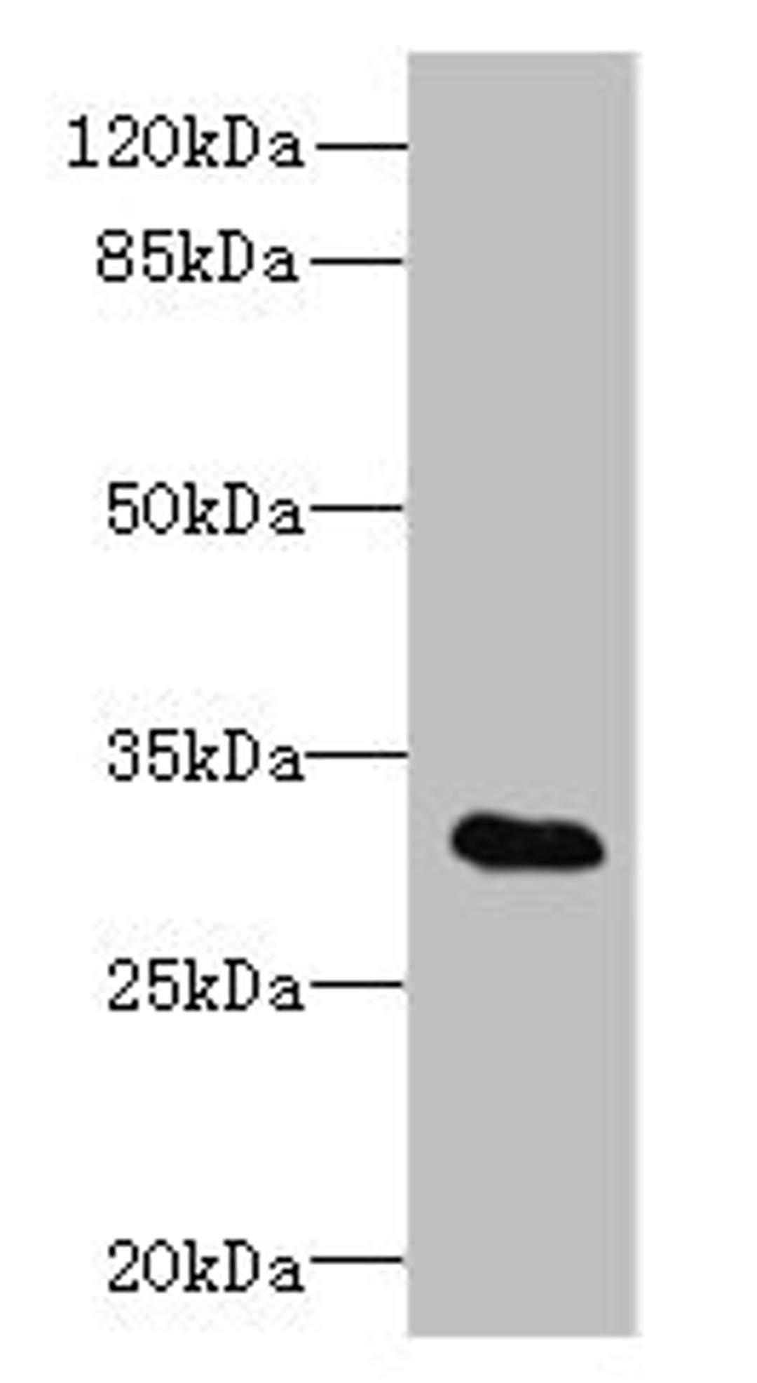 Western blot. All lanes: TSGA13 antibody at 4µg/ml + A549 whole cell lysate. Secondary. Goat polyclonal to rabbit at 1/10000 dilution. Predicted band size: 32 kDa. Observed band size: 32 kDa