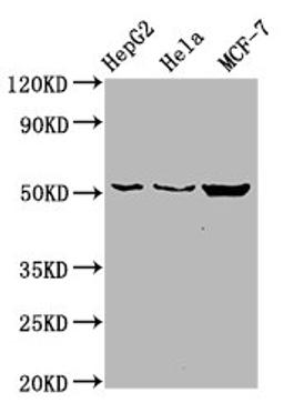 Western Blot. Positive WB detected in: HepG2 whole cell lysate, Hela whole cell lysate, MCF-7 whole cell lysate. All lanes: CDS2 antibody at 6µg/ml. Secondary. Goat polyclonal to rabbit IgG at 1/50000 dilution. Predicted band size: 52, 30 kDa. Observed band size: 52 kDa