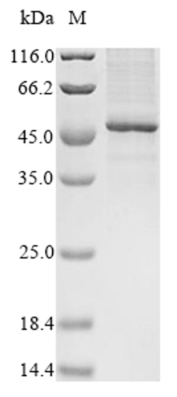 (Tris-Glycine gel) Discontinuous SDS-PAGE (reduced) with 5% enrichment gel and 15% separation gel.