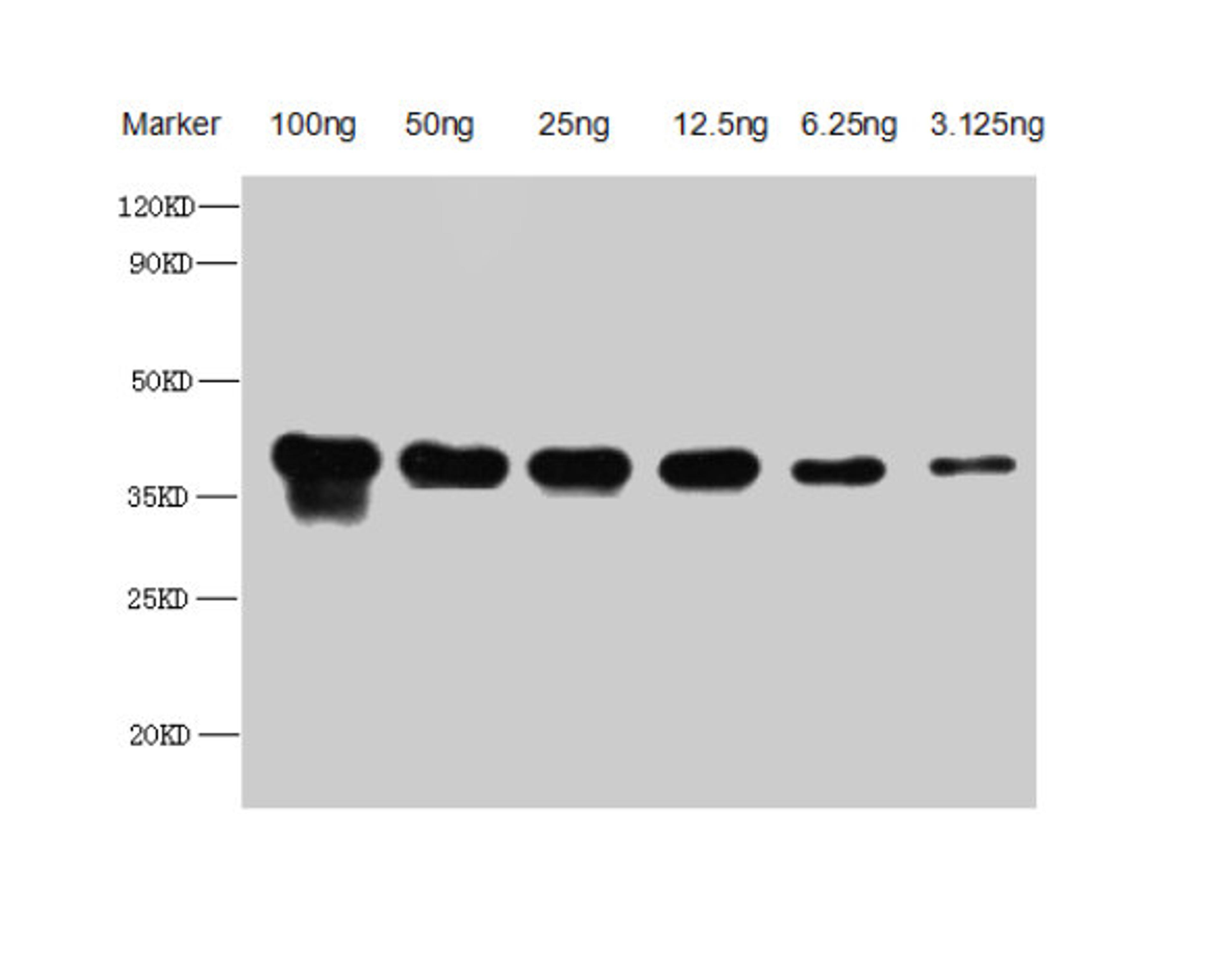 Western Blot. Positive WB detected in Recombinant protein. All lanes: Copper-metallothionein antibody at 1:2500. Secondary. Goat polyclonal to rabbit IgG at 1/50000 dilution. Predicted band size: 32.7 kDa. Observed band size: 35 kDa. 