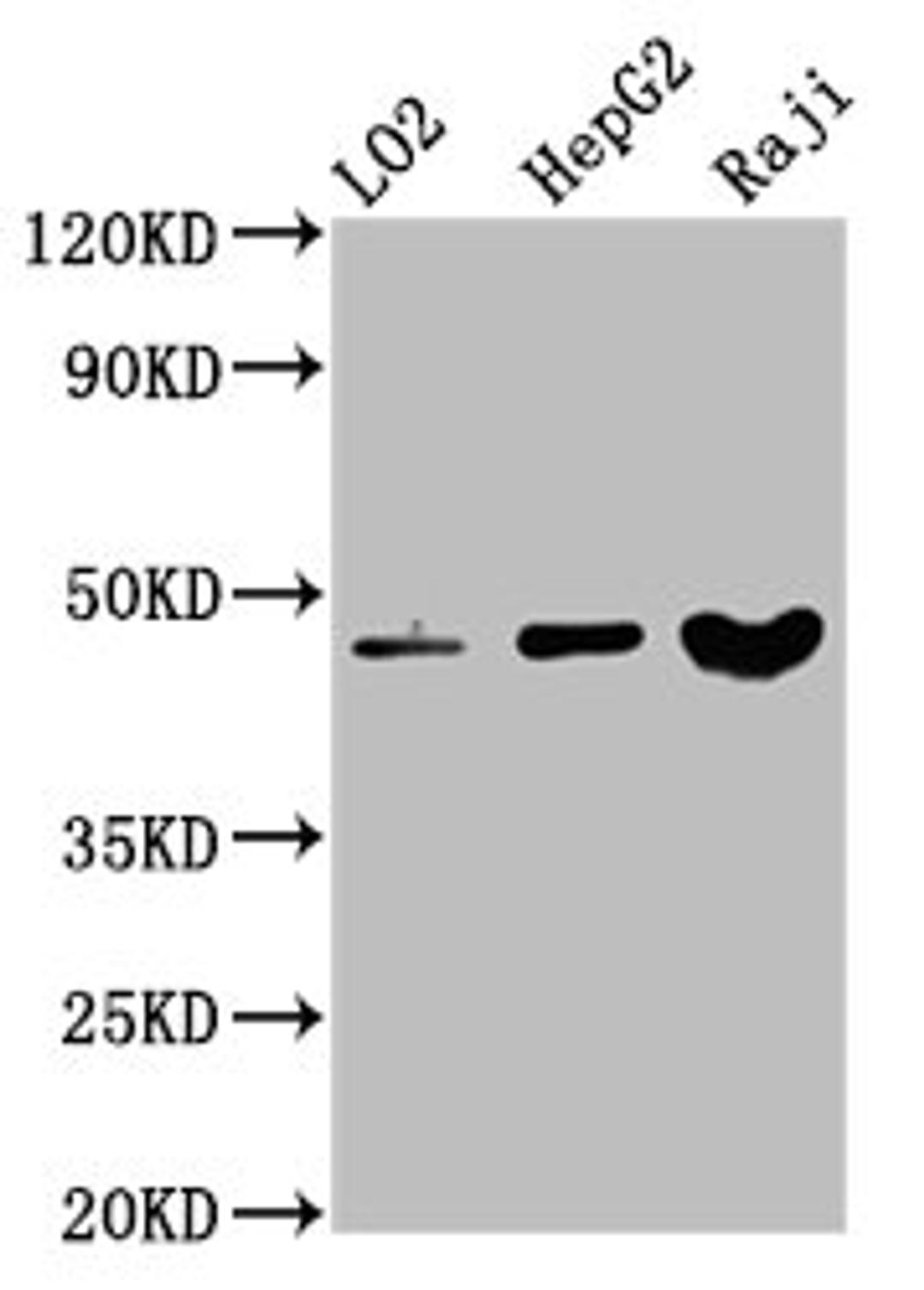Western Blot. Positive WB detected in: LO2 whole cell lysate, HepG2 whole cell lysate, Raji whole cell lysate. All lanes: SERPINB2 antibody at 3.4µg/ml. Secondary. Goat polyclonal to rabbit IgG at 1/50000 dilution. Predicted band size: 47 kDa. Observed band size: 47 kDa