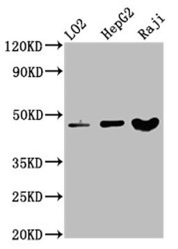 Western Blot. Positive WB detected in: LO2 whole cell lysate, HepG2 whole cell lysate, Raji whole cell lysate. All lanes: SERPINB2 antibody at 3.4µg/ml. Secondary. Goat polyclonal to rabbit IgG at 1/50000 dilution. Predicted band size: 47 kDa. Observed band size: 47 kDa