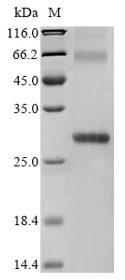 (Tris-Glycine gel) Discontinuous SDS-PAGE (reduced) with 5% enrichment gel and 15% separation gel.