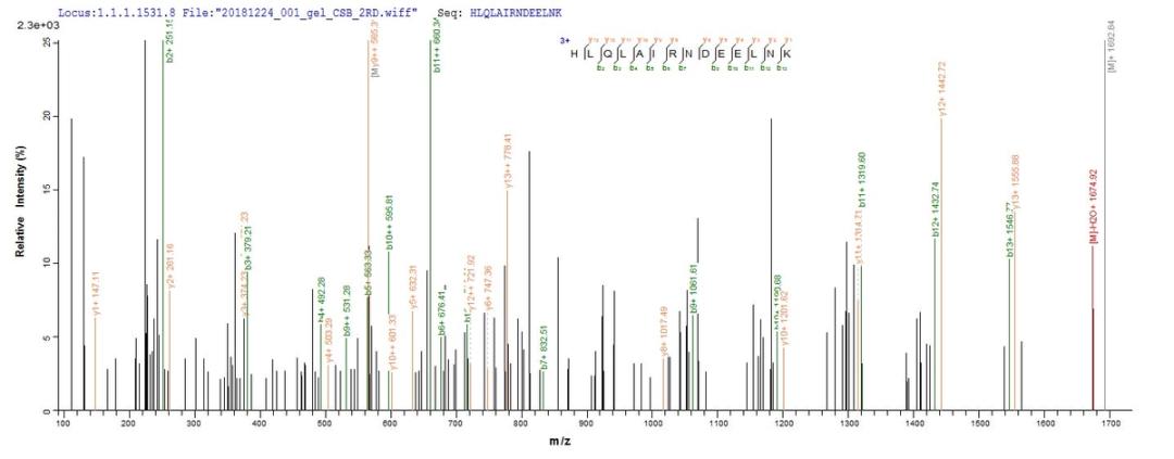 Based on the SEQUEST from database of E.coli host and target protein, the LC-MS/MS Analysis result of CSB-EP010097HU1 could indicate that this peptide derived from E.coli-expressed Homo sapiens (Human) H2AFX,H2AX .