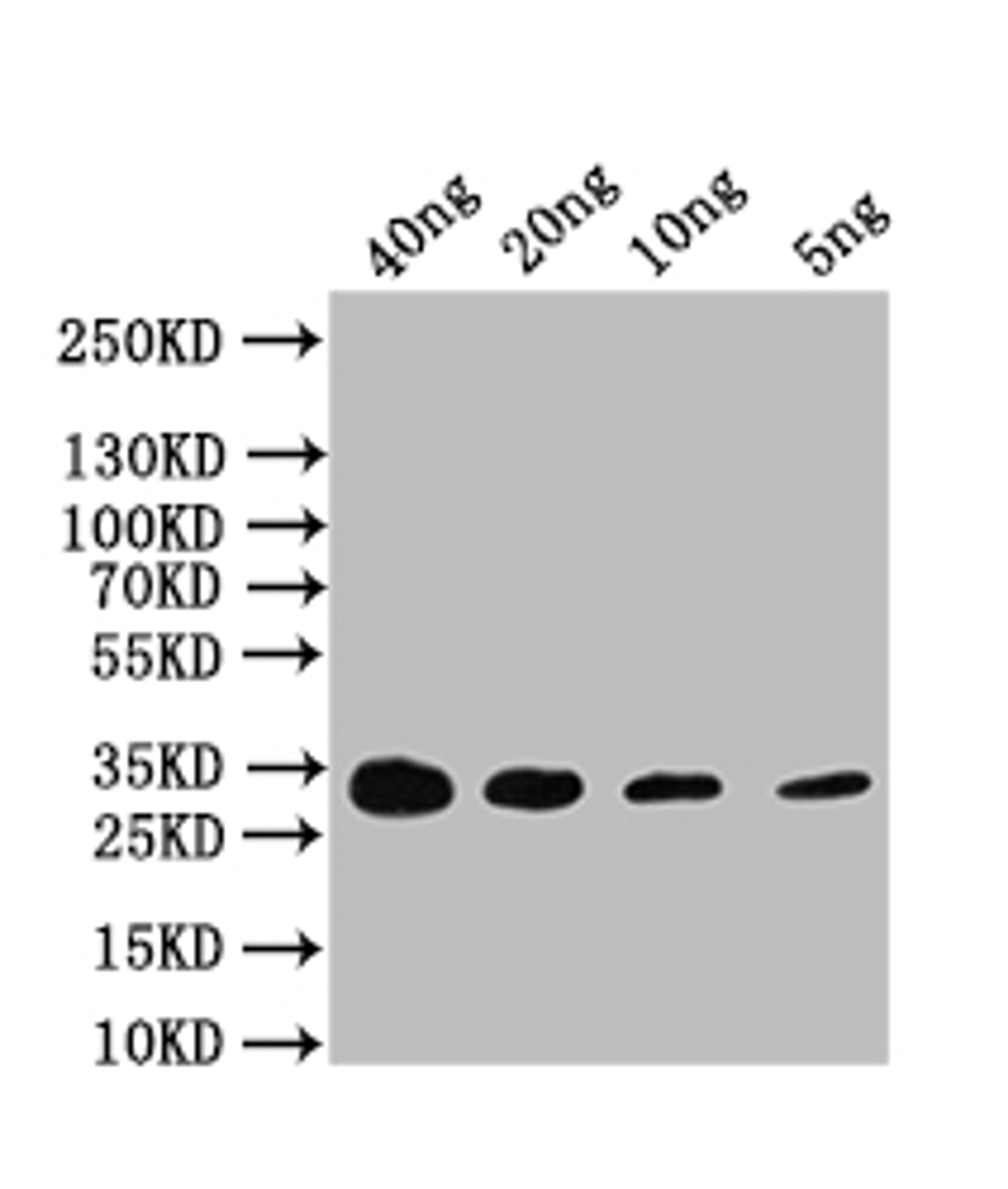 Western Blot. Positive WB detected in: recombinant protein. All lanes: CAP Antibody at 1:1000. Secondary. Goat polyclonal to rabbit IgG at 1/50000 dilution. Predicted band size: 31 kDa. Observed band size: 31 kDa. 