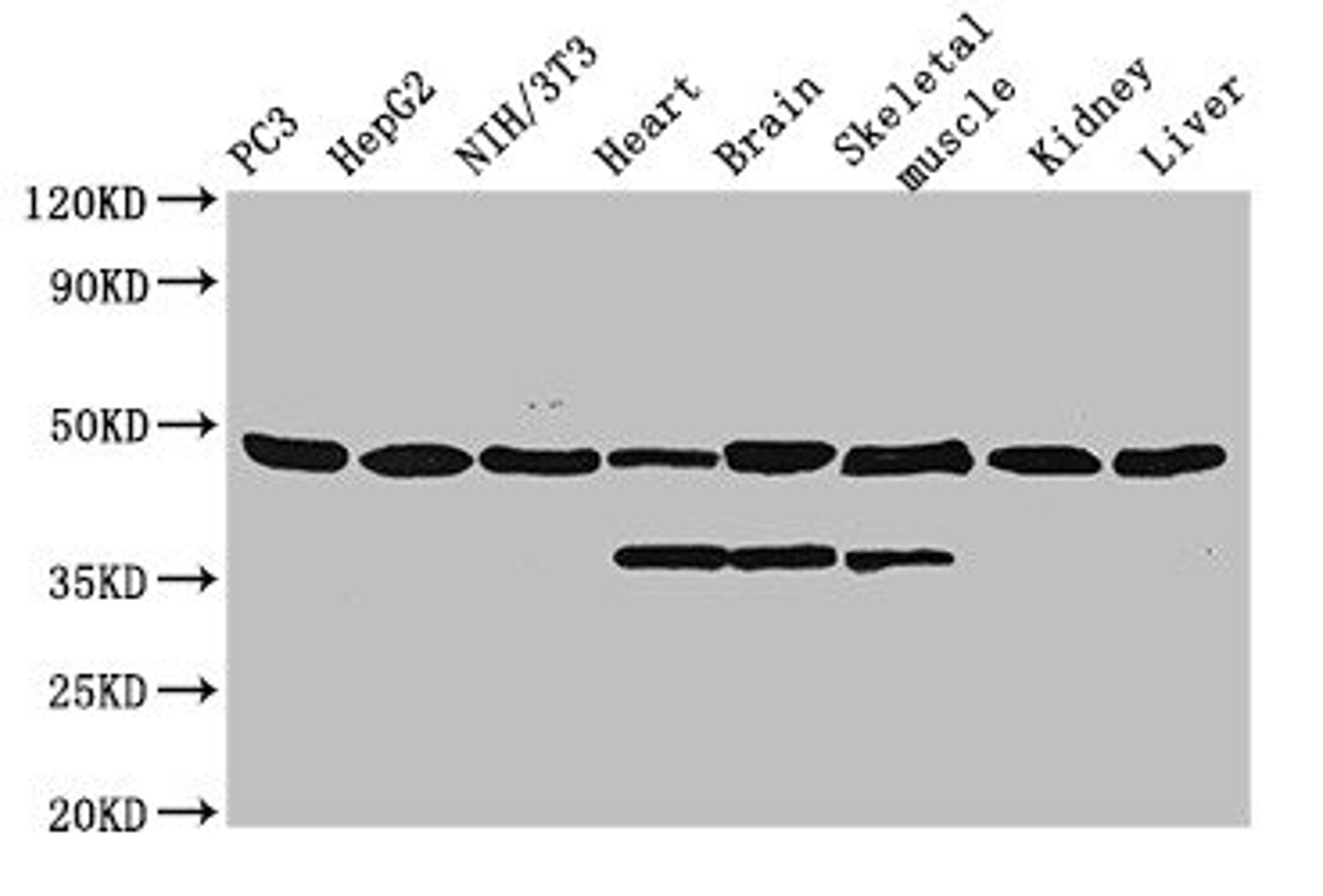 Western Blot. Positive WB detected in: PC-3 whole cell lysate, HepG2 whole cell lysate, NIH/3T3 whole cell lysate, Rat heart tissue, Rat brain tissue, Rat skeletal muscle tissue, Mouse kidney tissue, Mouse liver tissue. All lanes: Eno1 antibody; HRP conjugated at 0.42µg/ml. Predicted band size: 48 kDa. Observed band size: 48, 34 kDa