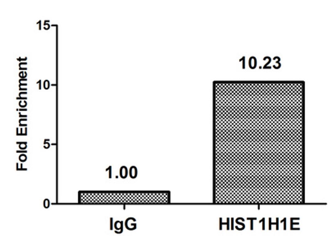 Chromatin Immunoprecipitation Hela (4*10<sup>6</sup>) were treated with Micrococcal Nuclease, sonicated, and immunoprecipitated with 5µg anti-HIST1H1E (CSB-PA010380OA145nphHU) or a control normal rabbit IgG. The resulting ChIP DNA was quantified using real-time PCR with primers against the β-Globin promoter.