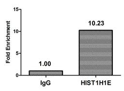 Chromatin Immunoprecipitation Hela (4*10<sup>6</sup>) were treated with Micrococcal Nuclease, sonicated, and immunoprecipitated with 5µg anti-HIST1H1E (CSB-PA010380OA145nphHU) or a control normal rabbit IgG. The resulting ChIP DNA was quantified using real-time PCR with primers against the β-Globin promoter.